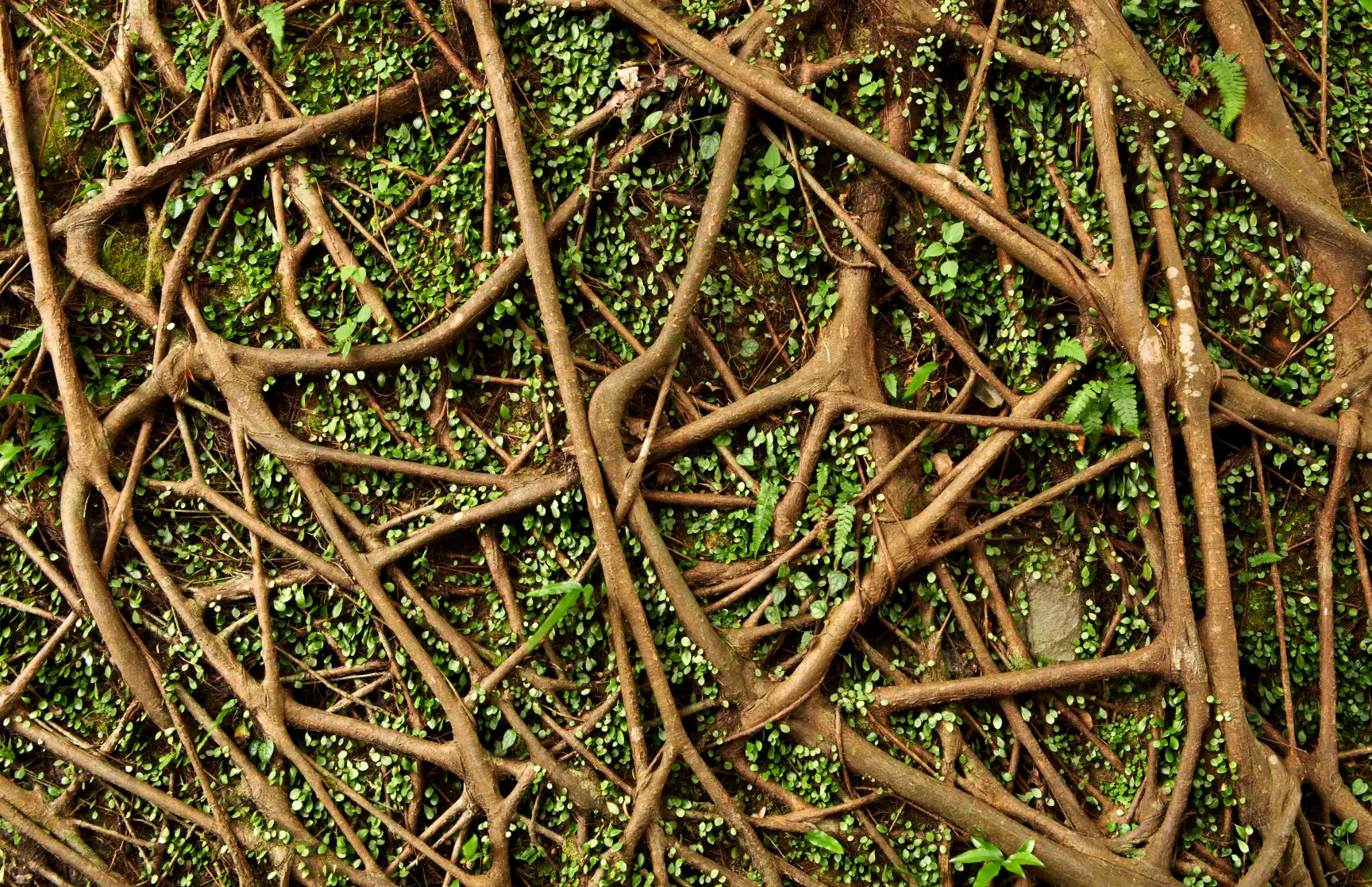 Root system